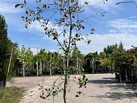 Ca. 10x appelboom, malus 'redlove', fruitgaardboom, rode appel, ca. 2.5-3 m hoog