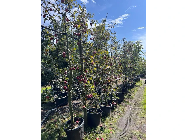 Ca. 10x appelboom, malus 'redlove', fruitgaardboom, rode appel, ca. 2.5-3 m hoog - afbeelding 2 van  3