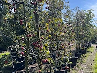 Ca. 10x appelboom, malus 'redlove', fruitgaardboom, rode appel, ca. 2.5-3 m hoog - afbeelding 2 van  3