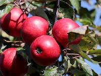 Ca. 10x appelboom, malus 'redlove', fruitgaardboom, rode appel, ca. 2.5-3 m hoog - afbeelding 3 van  3