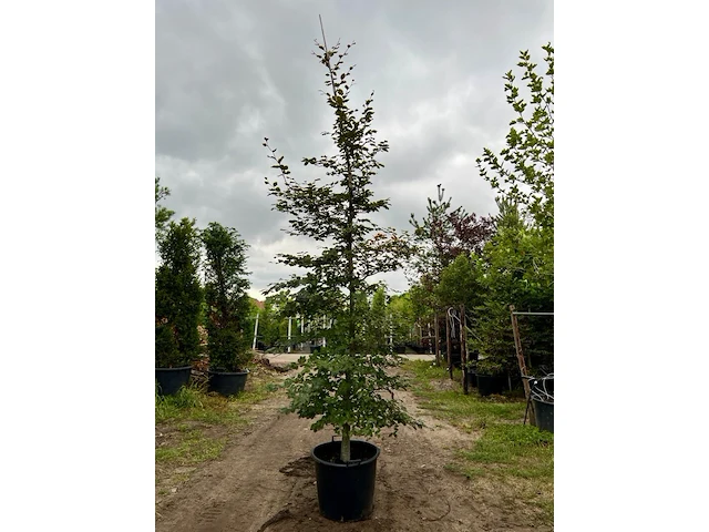 Ca. 10x beuk, fagus sylvatica, geveerd, groenbladig/roodbladig, ca. 4-5 m hoog - afbeelding 2 van  10