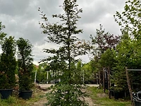 Ca. 10x beuk, fagus sylvatica, geveerd, groenbladig/roodbladig, ca. 4-5 m hoog - afbeelding 2 van  10