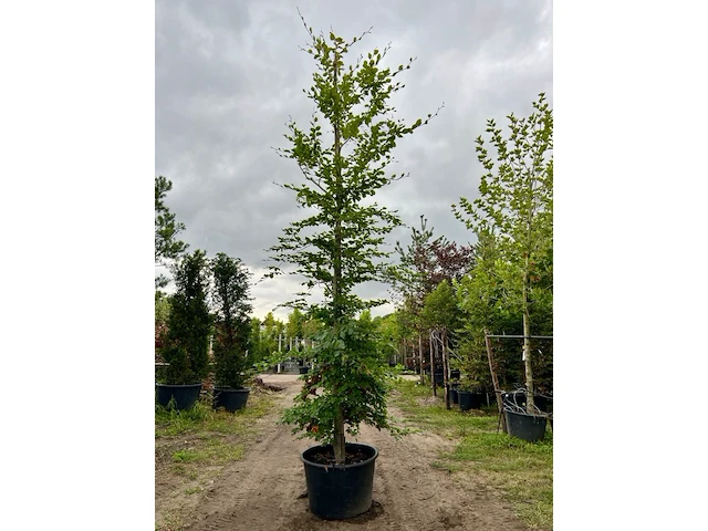 Ca. 10x beuk, fagus sylvatica, geveerd, groenbladig/roodbladig, ca. 4-5 m hoog - afbeelding 1 van  10