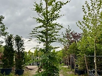 Ca. 10x beuk, fagus sylvatica, geveerd, groenbladig/roodbladig, ca. 4-5 m hoog