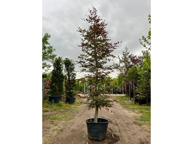 Ca. 10x beuk, fagus sylvatica, geveerd, groenbladig/roodbladig, ca. 4-5 m hoog - afbeelding 3 van  10