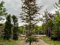 Ca. 10x beuk, fagus sylvatica, geveerd, groenbladig/roodbladig, ca. 4-5 m hoog - afbeelding 3 van  10