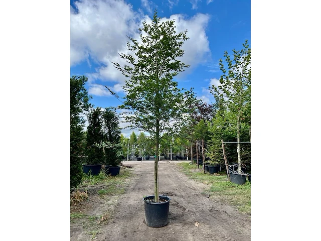 Ca. 10x beuk, fagus sylvatica, geveerd, groenbladig/roodbladig, ca. 4-5 m hoog - afbeelding 4 van  10