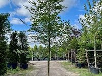 Ca. 10x beuk, fagus sylvatica, geveerd, groenbladig/roodbladig, ca. 4-5 m hoog - afbeelding 4 van  10