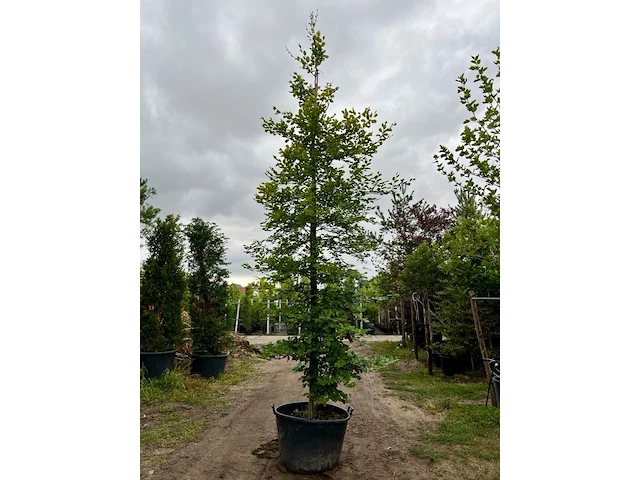 Ca. 10x beuk, fagus sylvatica, geveerd, groenbladig/roodbladig, ca. 4-5 m hoog - afbeelding 5 van  10