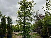 Ca. 10x beuk, fagus sylvatica, geveerd, groenbladig/roodbladig, ca. 4-5 m hoog - afbeelding 5 van  10