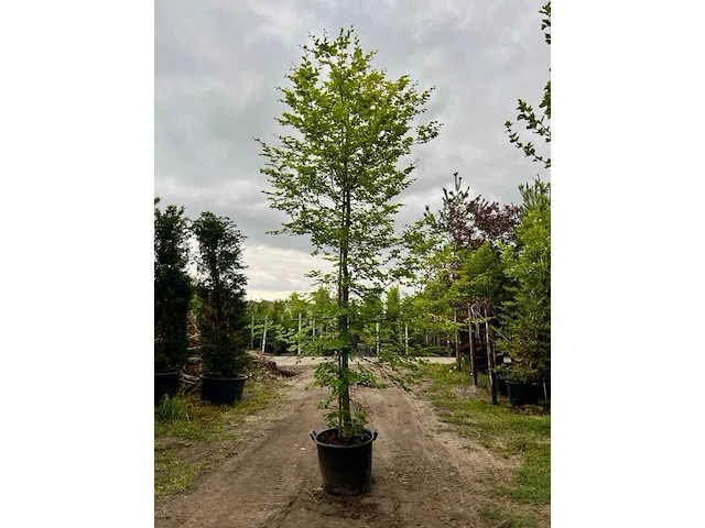 Ca. 10x beuk, fagus sylvatica, geveerd, groenbladig/roodbladig, ca. 4-5 m hoog - afbeelding 6 van  10
