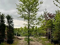 Ca. 10x beuk, fagus sylvatica, geveerd, groenbladig/roodbladig, ca. 4-5 m hoog - afbeelding 6 van  10