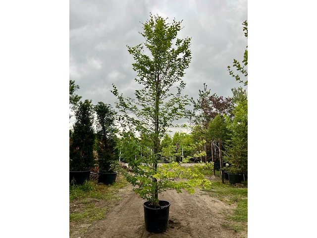 Ca. 10x beuk, fagus sylvatica, geveerd, groenbladig/roodbladig, ca. 4-5 m hoog - afbeelding 7 van  10