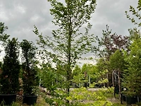 Ca. 10x beuk, fagus sylvatica, geveerd, groenbladig/roodbladig, ca. 4-5 m hoog - afbeelding 7 van  10