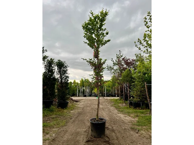 Ca. 10x beuk, fagus sylvatica, geveerd, groenbladig/roodbladig, ca. 4-5 m hoog - afbeelding 8 van  10