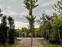 Ca. 10x beuk, fagus sylvatica, geveerd, groenbladig/roodbladig, ca. 4-5 m hoog - afbeelding 8 van  10
