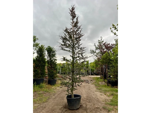 Ca. 10x beuk, fagus sylvatica, geveerd, groenbladig/roodbladig, ca. 4-5 m hoog - afbeelding 9 van  10
