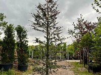 Ca. 10x beuk, fagus sylvatica, geveerd, groenbladig/roodbladig, ca. 4-5 m hoog - afbeelding 9 van  10