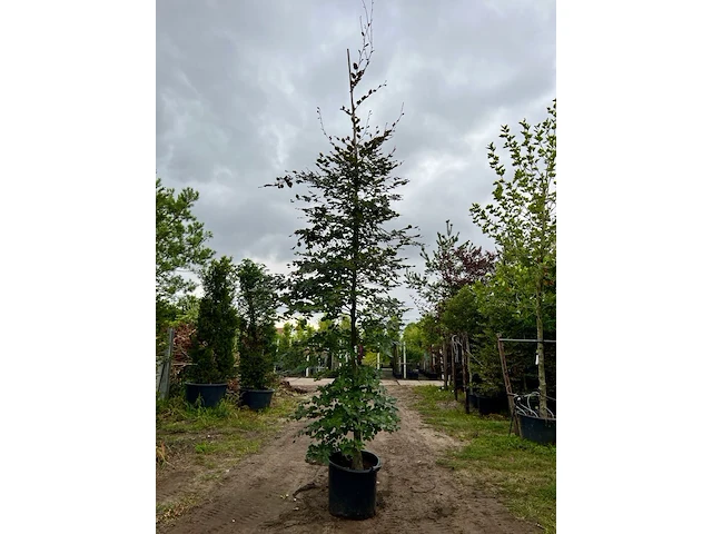 Ca. 10x beuk, fagus sylvatica, geveerd, groenbladig/roodbladig, ca. 4-5 m hoog - afbeelding 10 van  10