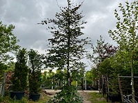 Ca. 10x beuk, fagus sylvatica, geveerd, groenbladig/roodbladig, ca. 4-5 m hoog - afbeelding 10 van  10