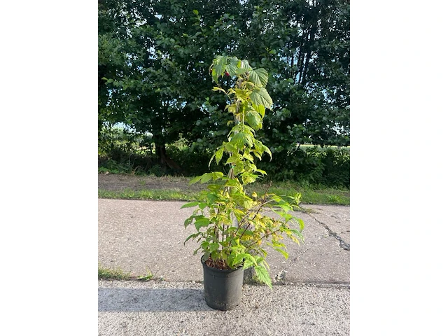 Ca. 10x framboos, rubus idaeus (in soorten), fruitstruik, vruchtdragend, ca. 50-75 cm hoog - afbeelding 1 van  3