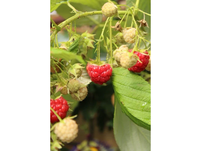 Ca. 10x framboos, rubus idaeus (in soorten), fruitstruik, vruchtdragend, ca. 50-75 cm hoog - afbeelding 3 van  3