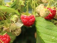 Ca. 10x framboos, rubus idaeus (in soorten), fruitstruik, vruchtdragend, ca. 50-75 cm hoog - afbeelding 3 van  3