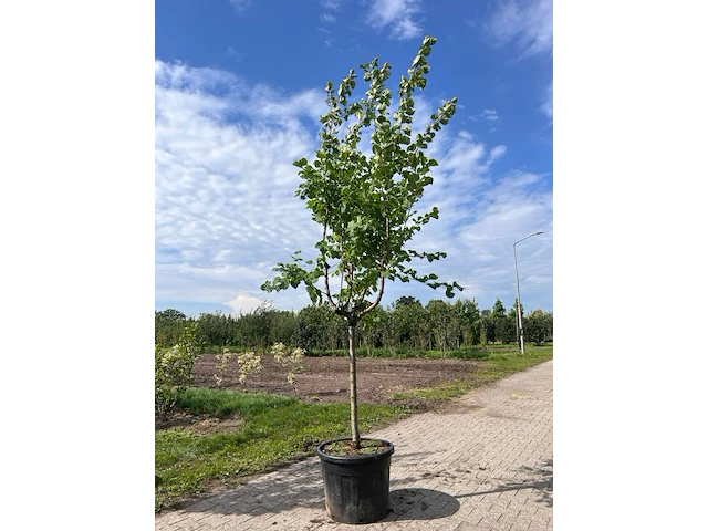 Ca. 10x fruitboom, prunus 'thirynthos', e.a., halfstam, vruchtdragend, ca. 2-3 m hoog - afbeelding 3 van  13