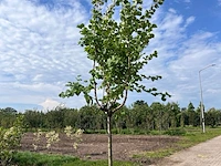 Ca. 10x fruitboom, prunus 'thirynthos', e.a., halfstam, vruchtdragend, ca. 2-3 m hoog - afbeelding 3 van  13