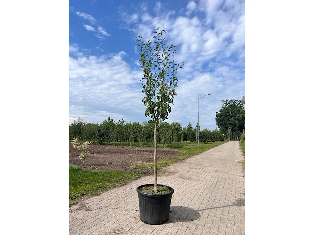 Ca. 10x fruitboom, prunus 'thirynthos', e.a., halfstam, vruchtdragend, ca. 2-3 m hoog - afbeelding 5 van  13