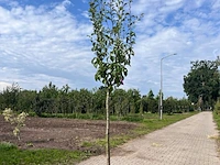 Ca. 10x fruitboom, prunus 'thirynthos', e.a., halfstam, vruchtdragend, ca. 2-3 m hoog - afbeelding 5 van  13