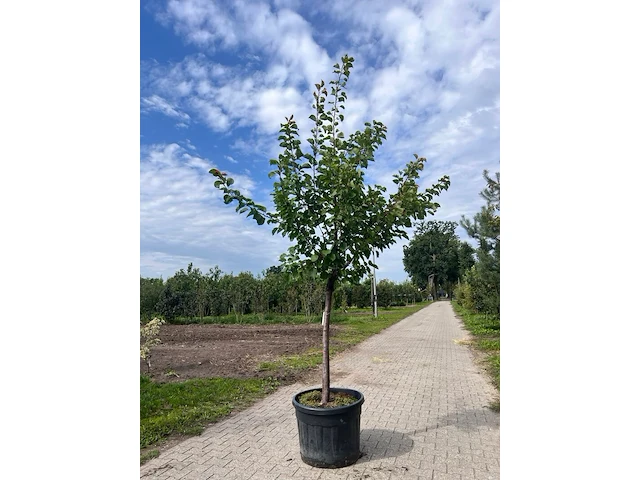 Ca. 10x fruitboom, prunus 'thirynthos', e.a., halfstam, vruchtdragend, ca. 2-3 m hoog - afbeelding 1 van  13