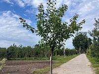 Ca. 10x fruitboom, prunus 'thirynthos', e.a., halfstam, vruchtdragend, ca. 2-3 m hoog