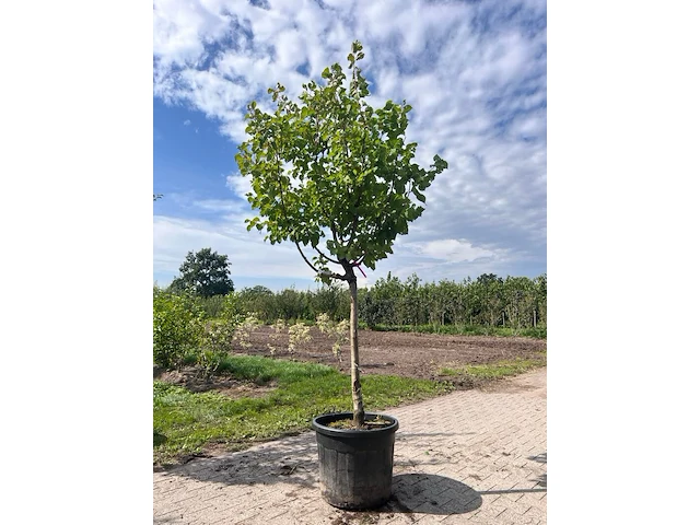 Ca. 10x fruitboom, prunus 'thirynthos', e.a., halfstam, vruchtdragend, ca. 2-3 m hoog - afbeelding 6 van  13