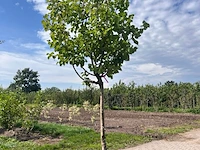 Ca. 10x fruitboom, prunus 'thirynthos', e.a., halfstam, vruchtdragend, ca. 2-3 m hoog - afbeelding 6 van  13
