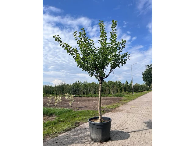 Ca. 10x fruitboom, prunus 'thirynthos', e.a., halfstam, vruchtdragend, ca. 2-3 m hoog - afbeelding 7 van  13