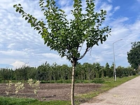 Ca. 10x fruitboom, prunus 'thirynthos', e.a., halfstam, vruchtdragend, ca. 2-3 m hoog - afbeelding 7 van  13