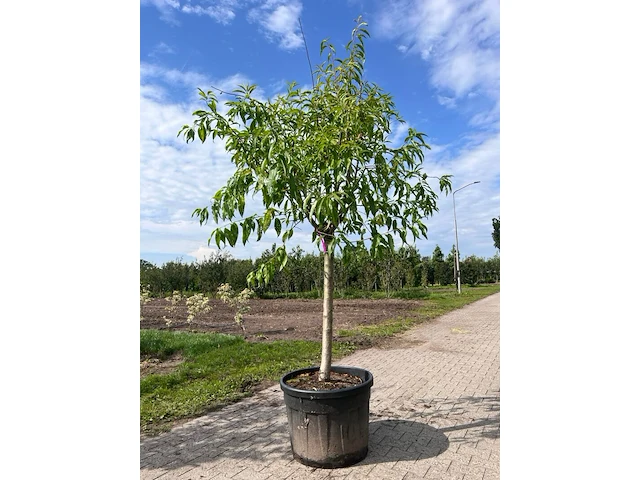 Ca. 10x fruitboom, prunus 'thirynthos', e.a., halfstam, vruchtdragend, ca. 2-3 m hoog - afbeelding 8 van  13