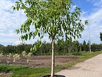 Ca. 10x fruitboom, prunus 'thirynthos', e.a., halfstam, vruchtdragend, ca. 2-3 m hoog - afbeelding 8 van  13