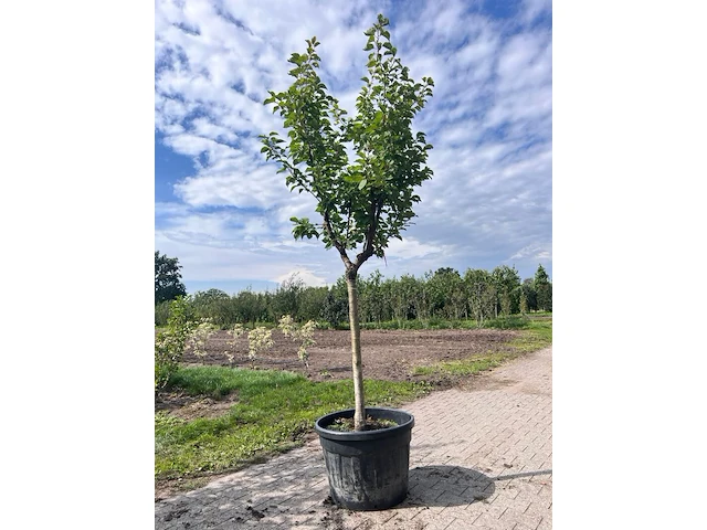 Ca. 10x fruitboom, prunus 'thirynthos', e.a., halfstam, vruchtdragend, ca. 2-3 m hoog - afbeelding 9 van  13
