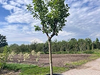 Ca. 10x fruitboom, prunus 'thirynthos', e.a., halfstam, vruchtdragend, ca. 2-3 m hoog - afbeelding 9 van  13