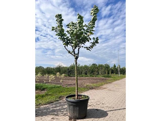 Ca. 10x fruitboom, prunus 'thirynthos', e.a., halfstam, vruchtdragend, ca. 2-3 m hoog - afbeelding 10 van  13