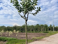 Ca. 10x fruitboom, prunus 'thirynthos', e.a., halfstam, vruchtdragend, ca. 2-3 m hoog - afbeelding 10 van  13