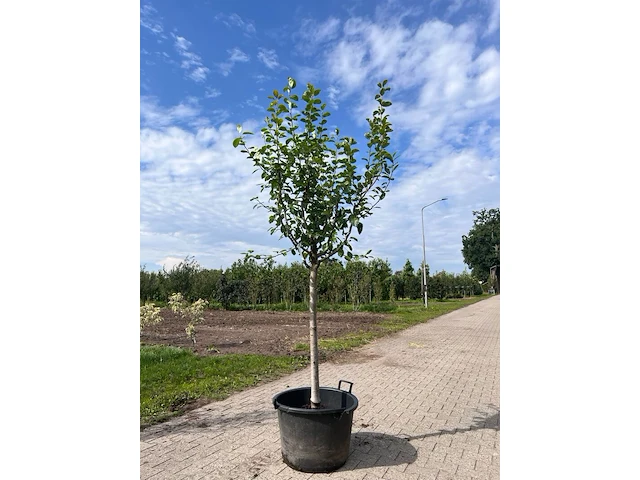Ca. 10x fruitboom, prunus 'thirynthos', e.a., halfstam, vruchtdragend, ca. 2-3 m hoog - afbeelding 11 van  13