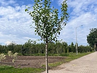 Ca. 10x fruitboom, prunus 'thirynthos', e.a., halfstam, vruchtdragend, ca. 2-3 m hoog - afbeelding 11 van  13