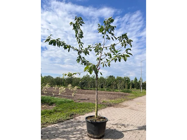 Ca. 10x fruitboom, prunus 'thirynthos', e.a., halfstam, vruchtdragend, ca. 2-3 m hoog - afbeelding 13 van  13