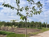 Ca. 10x fruitboom, prunus 'thirynthos', e.a., halfstam, vruchtdragend, ca. 2-3 m hoog - afbeelding 13 van  13