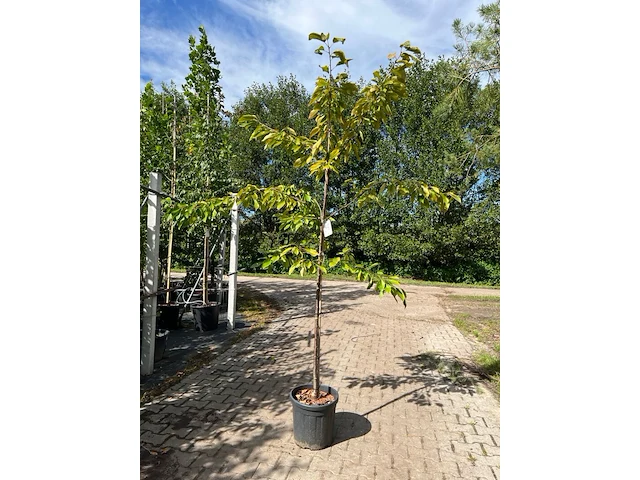 Ca. 10x kersenboom, prunus 'kordia', fruitgaardboom, vruchtdragend, ca. 2-2.5 m hoog - afbeelding 1 van  2
