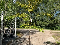 Ca. 10x kersenboom, prunus 'kordia', fruitgaardboom, vruchtdragend, ca. 2-2.5 m hoog