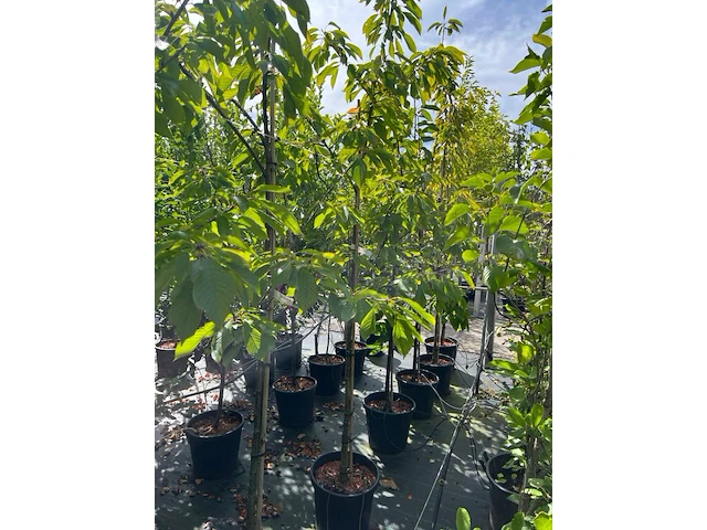 Ca. 10x kersenboom, prunus 'kordia', fruitgaardboom, vruchtdragend, ca. 2-2.5 m hoog - afbeelding 2 van  2